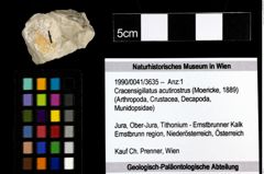 Foto (Objekt + Etiketten) von Cracensigillatus acutirostrus (Moericke, 1889) 